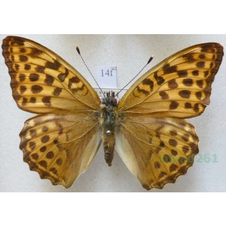 Argynnis paphia (Linnaeus, 1758) female Dostojka malinowiec Czech14f